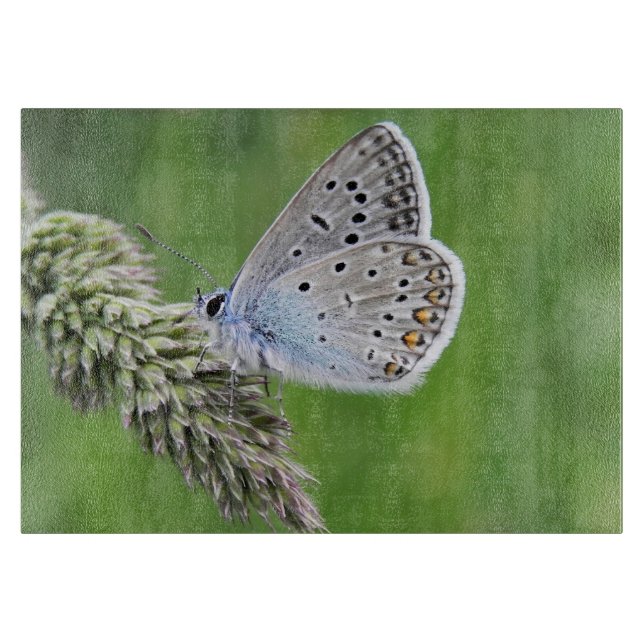 Blauer Schmetterling im Gras Schneidebrett (Vorderseite)