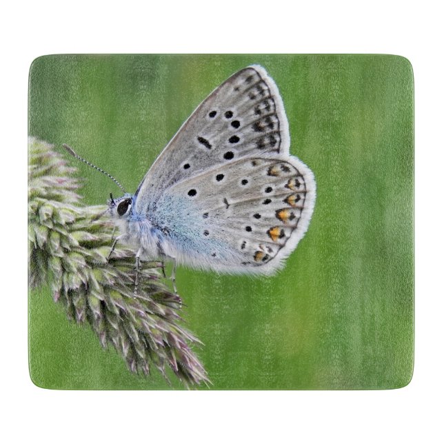 Blauer Schmetterling im Gras Schneidebrett (Vorderseite)