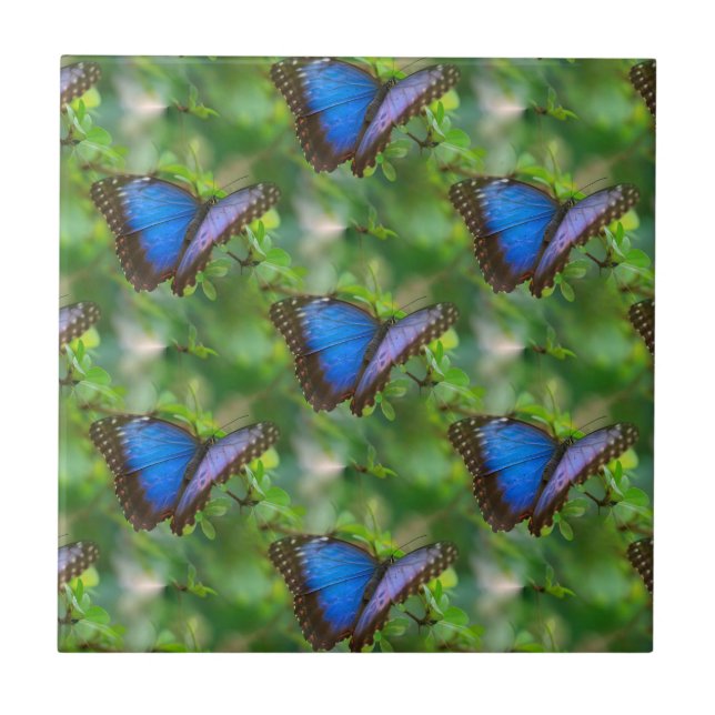 Blauer Schmetterling Keramik Fliese (Vorderseite)