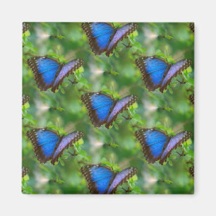 Blauer Schmetterling Magnet
