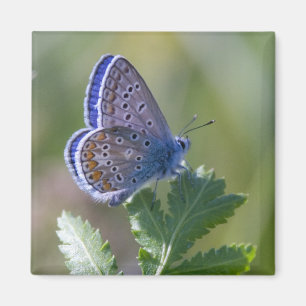 blauer Schmetterling Magnet