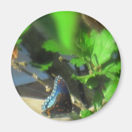 Blauer Schmetterling Magnet