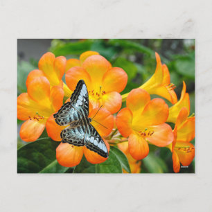 Blauer Schmetterling mit tropischem Rhododendron Feiertagspostkarte