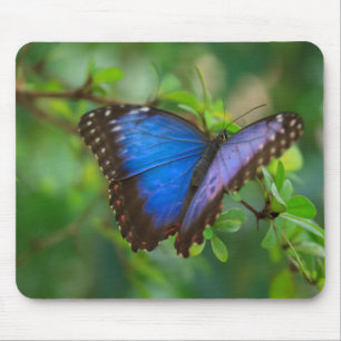 Blauer Schmetterling Mousepad