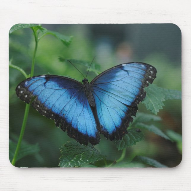 Blauer Schmetterling Mousepad (Vorne)