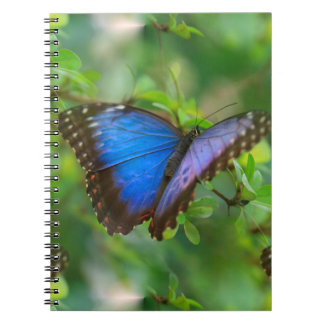 Blauer Schmetterling Notizblock