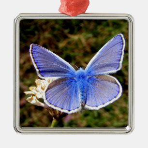 Blauer Schmetterling Ornament Aus Metall