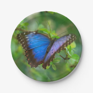 Blauer Schmetterling Pappteller