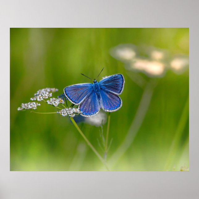 Blauer Schmetterling Poster (Vorne)
