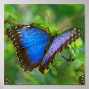 Blauer Schmetterling Poster
