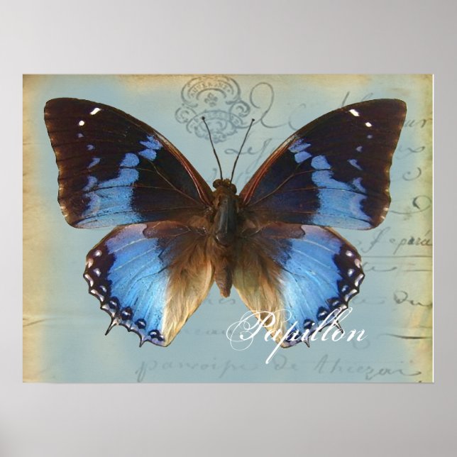Blauer Schmetterling Poster (Vorne)