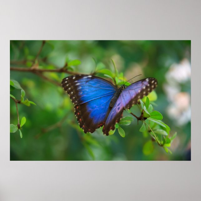 Blauer Schmetterling Poster (Vorne)
