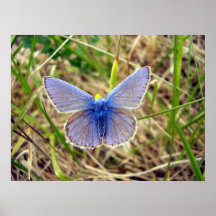 Blauer Schmetterling