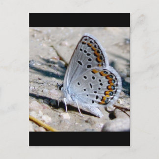 Blauer Schmetterling Postkarte