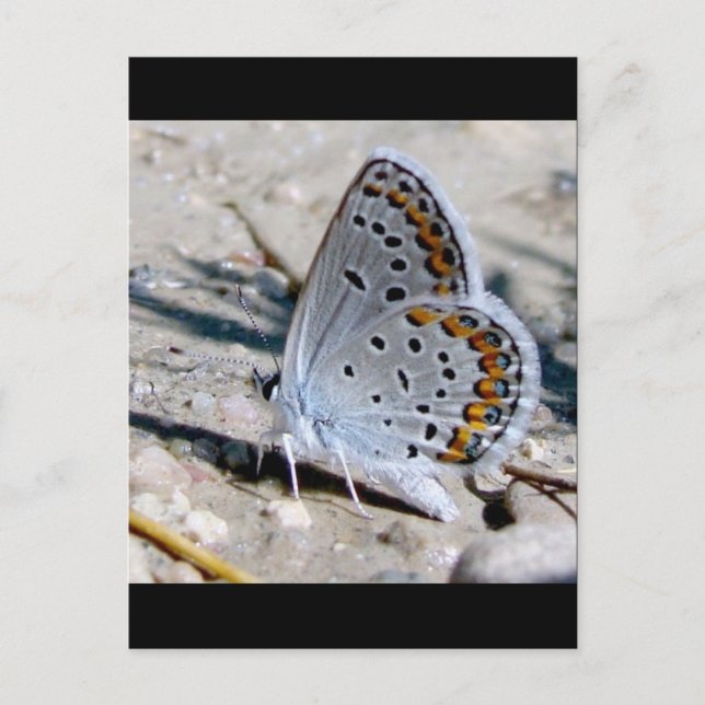 Blauer Schmetterling Postkarte (Vorderseite)