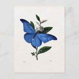 Blauer Schmetterling Postkarte