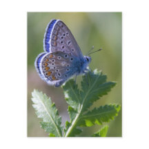Blauer Schmetterling