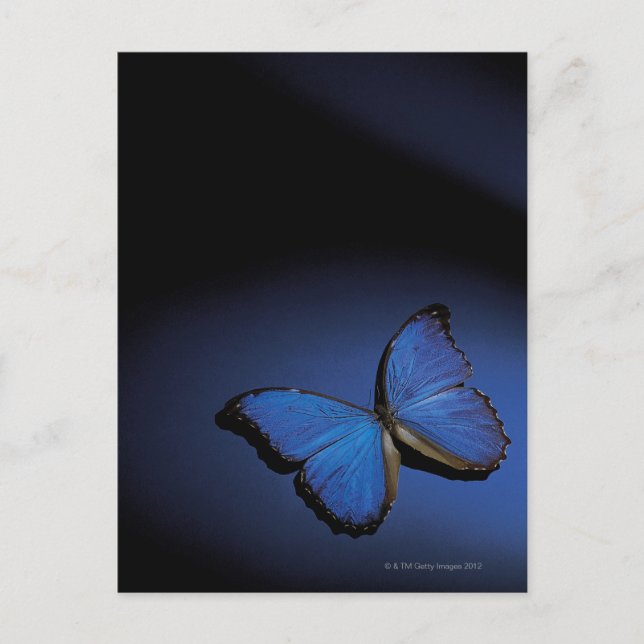 Blauer Schmetterling Postkarte (Vorderseite)