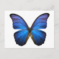 Blauer Schmetterling