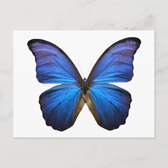 Blauer Schmetterling Postkarte (Vorderseite)
