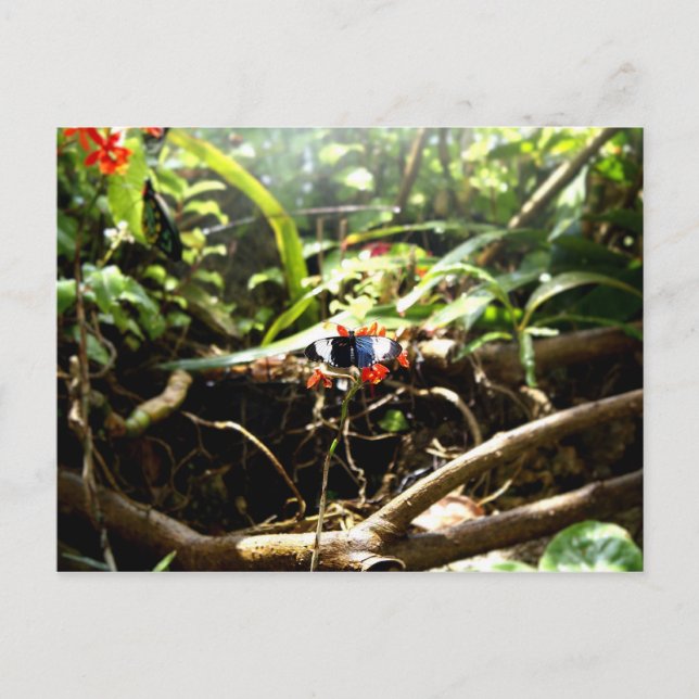 Blauer Schmetterling Postkarte (Vorderseite)