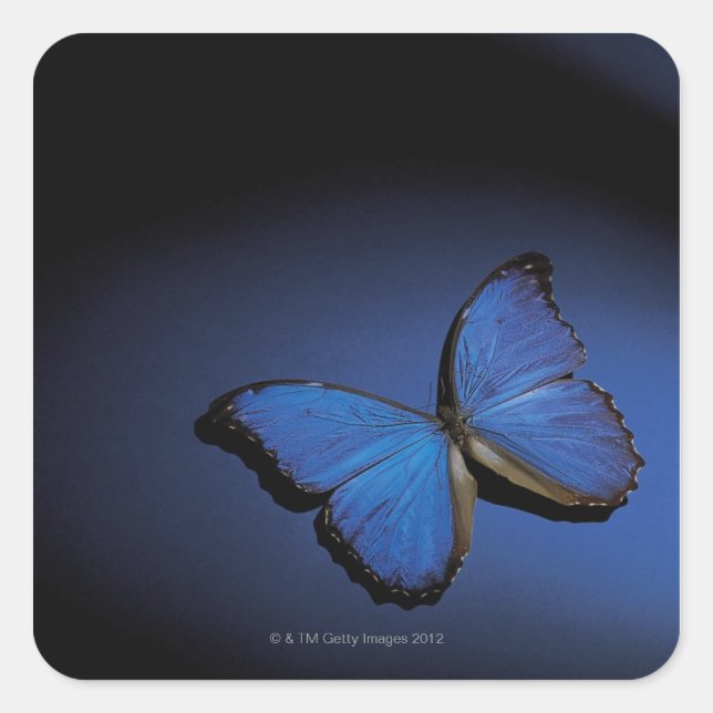 Blauer Schmetterling Quadratischer Aufkleber (Vorderseite)