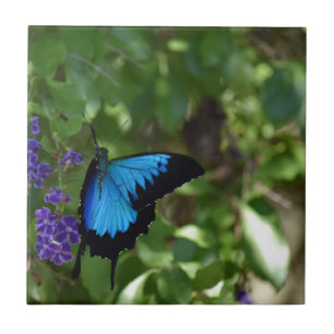 BLAUER SCHMETTERLING QUEENSLAND AUSTRALIEN ULYSSES FLIESE