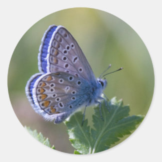Blauer Schmetterling Runder Aufkleber