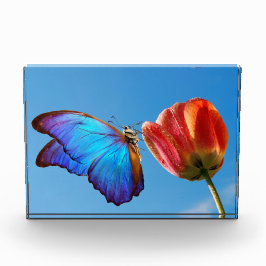 Blauer Schmetterling und Roter Tulip Fotoblock