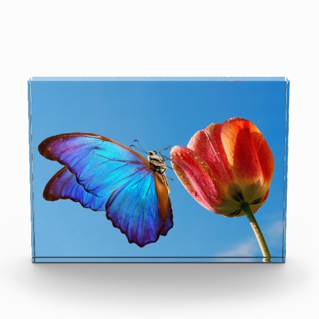 Blauer Schmetterling und Roter Tulip Fotoblock (Vorderseite)