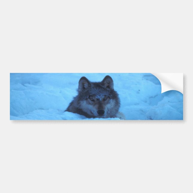 Blauer Schnee-Bauholz-Wolf-Autoaufkleber Autoaufkleber (Vorne)