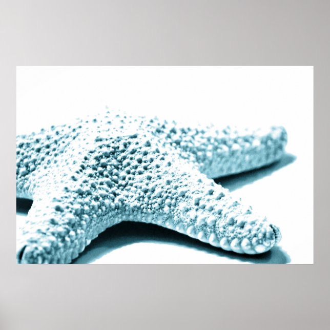 Blauer Seeteufel Poster (Vorne)