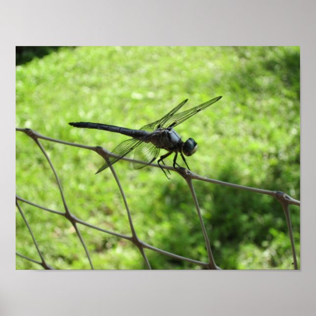Blauer Skimmer Poster (Vorne)