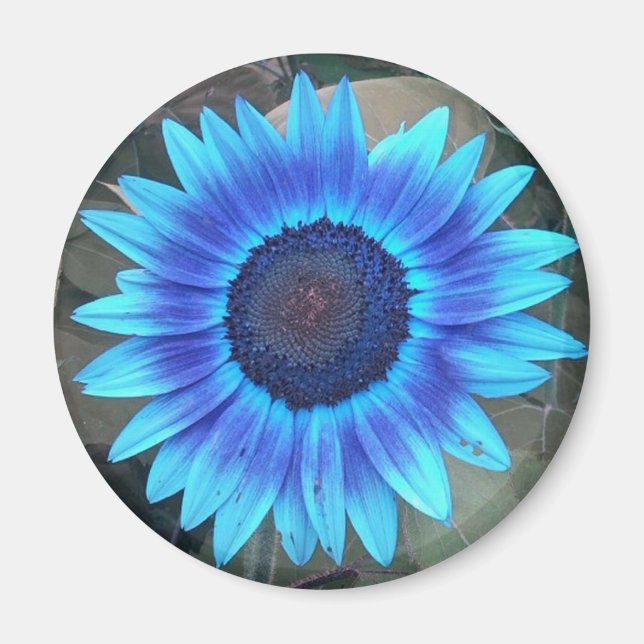 Blauer Sonnenblumenmagnet Magnet (Vorne)