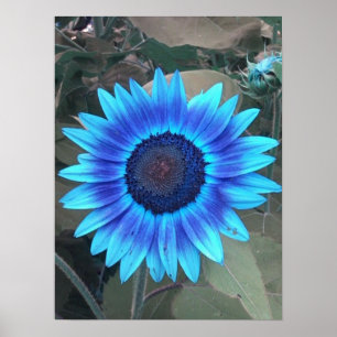 Blauer Sonnenblumenposter Poster