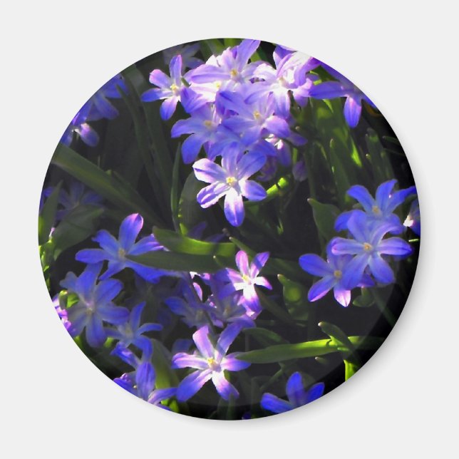 Blauer Squill Frühlingsblumen Magnet (Vorne)