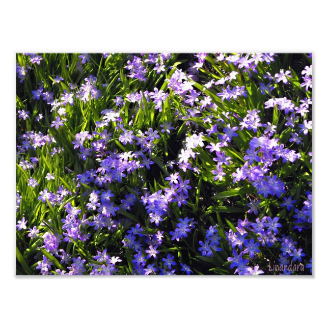 Blauer Squill Spring Blumen Fotodruck (Vorne)
