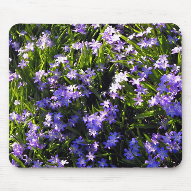 Blauer Squill Spring Blumen Mousepad (Vorne)