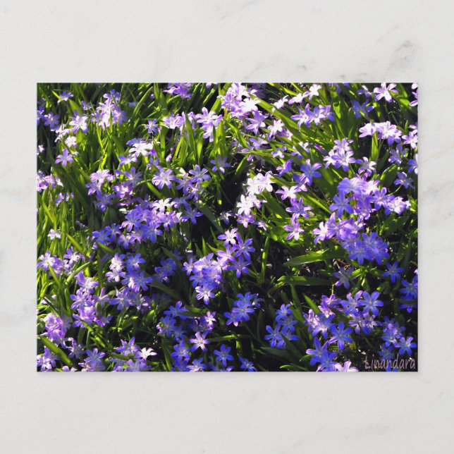 Blauer Squill Spring Blumen Postkarte (Vorderseite)