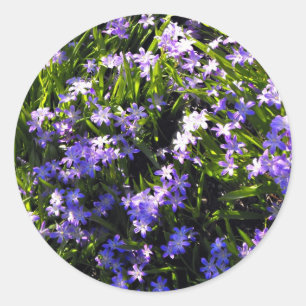 Blauer Squill Spring Blumen Runder Aufkleber