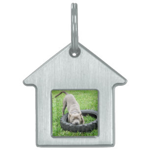 Blauer Staffordshire Bull Terrier Spielzeit. Tiermarke