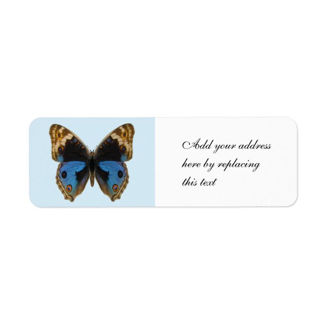 Blauer Stiefmütterchen-Schmetterling (Vorne)
