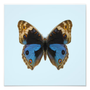 Blauer Stiefmütterchen-Schmetterling Fotodruck
