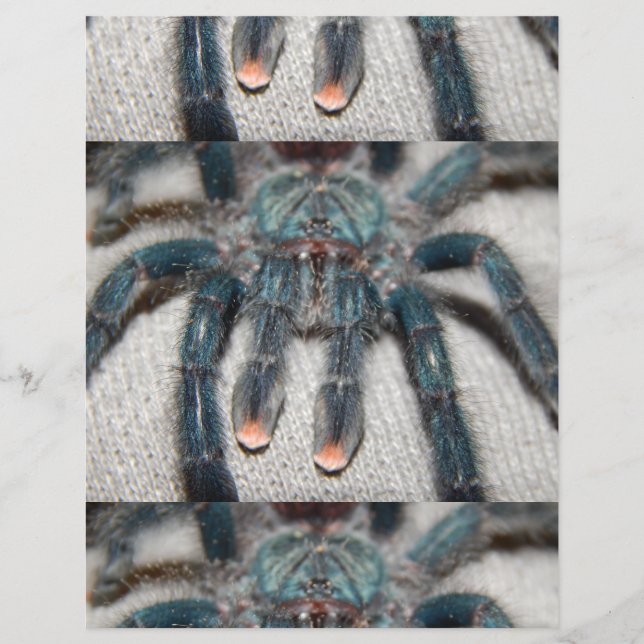 Blauer Tarantel Flyer (Vorne)