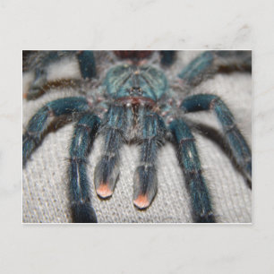 Blauer Tarantel Postkarte
