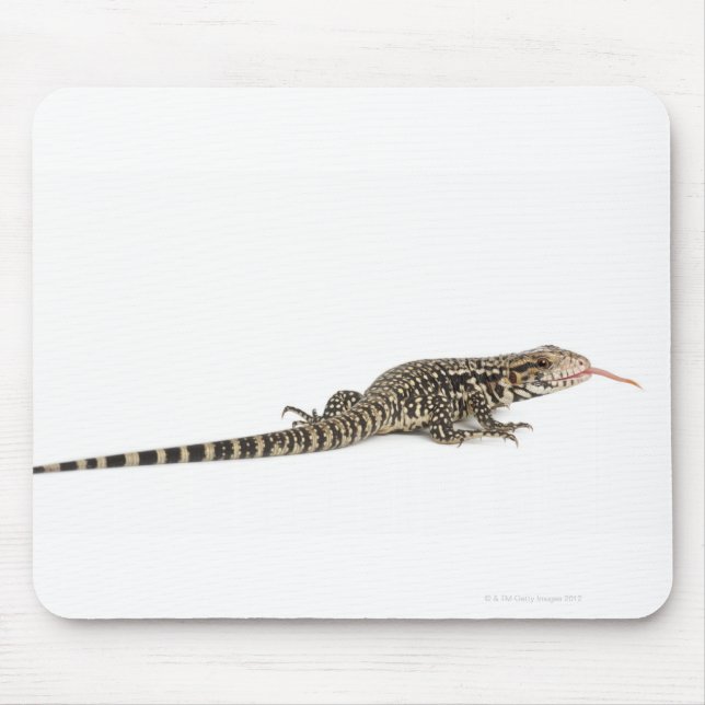 Blauer Tegu - Tupinambis merianae Mousepad (Vorne)