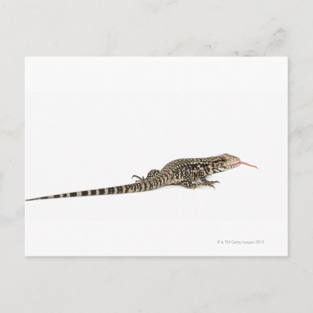 Blauer Tegu - Tupinambis merianae Postkarte (Vorderseite)
