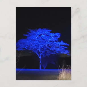 Blauer Tinted Tree Postkarte