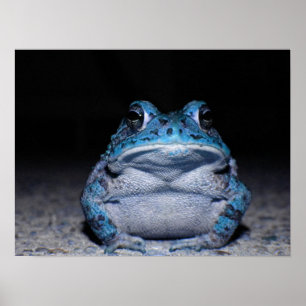 Blauer Toad Poster