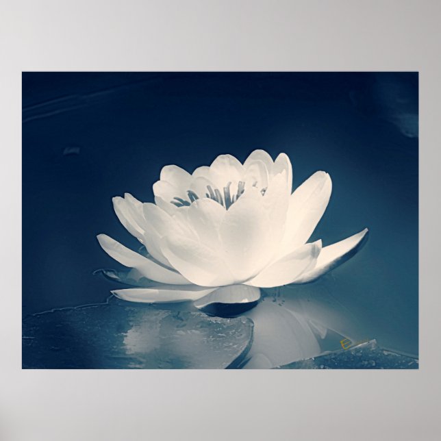 Blauer Toner Lotus Blume Poster (Vorne)